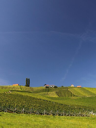 Landschaft Gamlitz | © TVGamlitz | © TVGamlitz