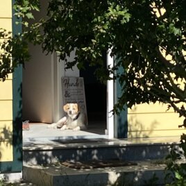 A dog is lying relaxed in front of a front door. In the background, a yellow house and some green vegetation can be seen. | © Ferienhaus Wild-Schlögl | Petra Wild