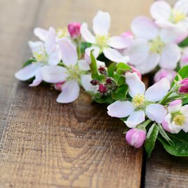 Ein hübsches Bouquet aus zarten Apfelblüten mit rosa Knospen. Die Blumen liegen auf einer rustikalen Holzoberfläche.