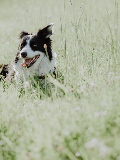 Hütehund Lilly am Michlbauernhof | © Karoline Karner | Karner Karoline