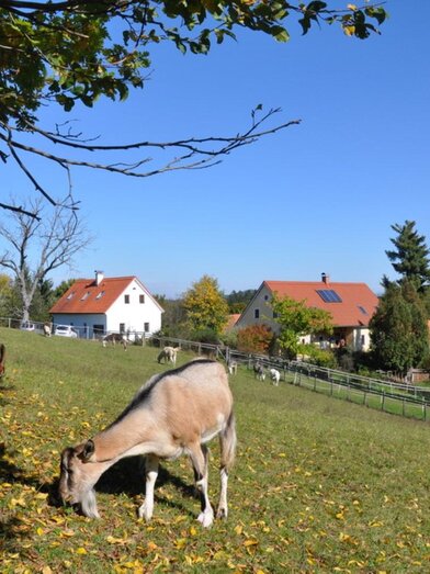 kellerstöckl haupthaus tiere | © Weiberhof OG | Erika Hütter und Nina Riess | © Weiberhof OG