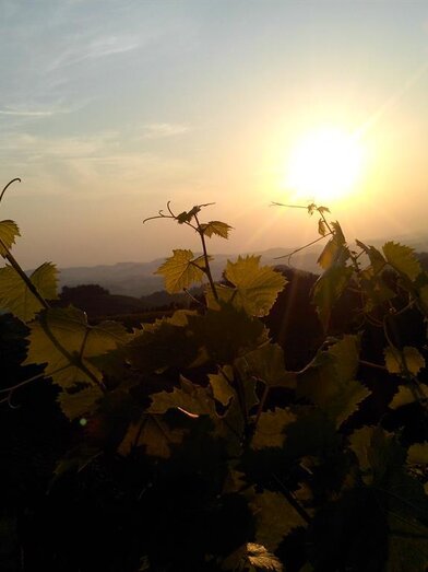 Weingut Lieschnegg Weinblätter | © Weingut Lieschnegg | Hubert Lieschnegg | Hubert Lieschnegg | © Weingut Lieschnegg | Hubert Lieschnegg