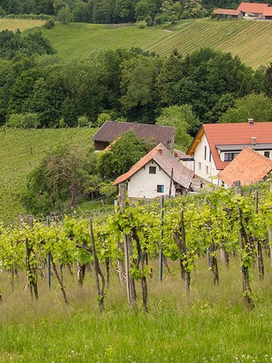 Weingut Resch | © Weingut Resch | Hermine Resch |  Hermine Resch | © Weingut Resch | Hermine Resch
