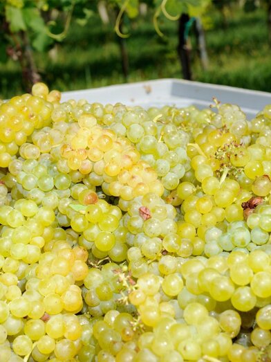 Weingut Schwarzl Traubenernte | © Weingut Schwarzl | Charlotte Schwarzl | Charlotte Schwarzl | © Weingut Schwarzl | Charlotte Schwarzl