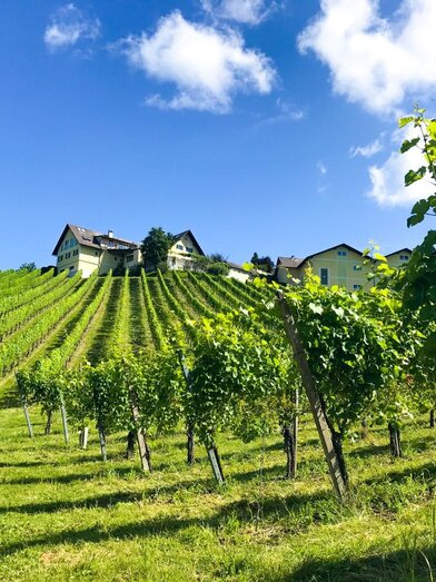Weingut Wieser | © Weingut Wieser | Nadine Wieser | Nadine Wieser | © Weingut Wieser | Nadine Wieser