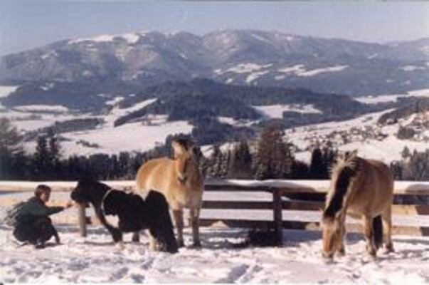 Pferde_Winter
