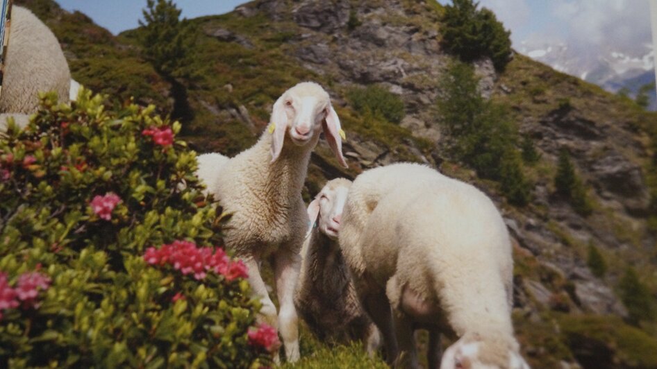 Enjoy day "lamb" - Impressionen #2.3