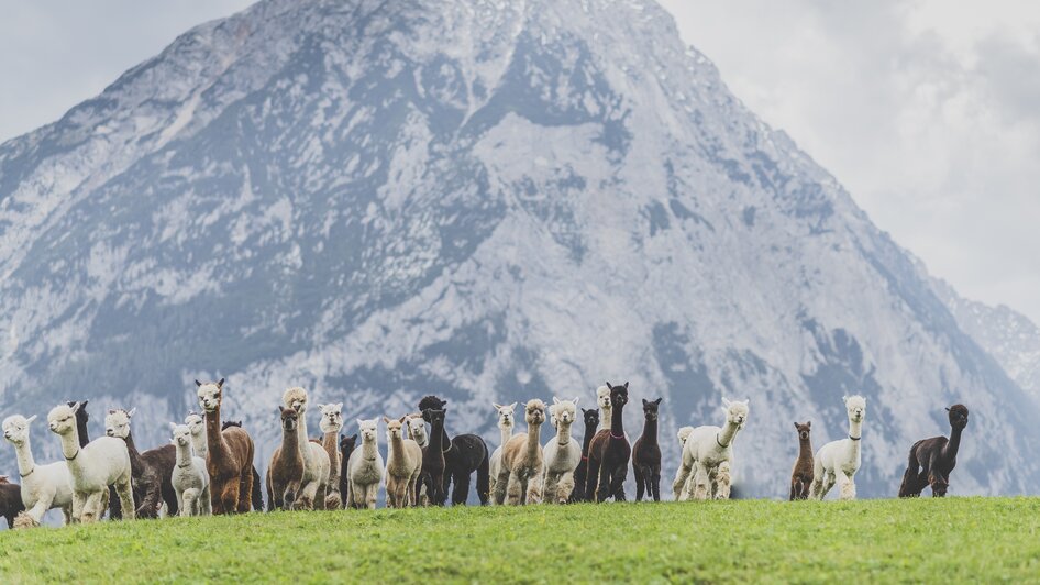 Alpakaland Österreich - Impression #2.3 | © dieSonne