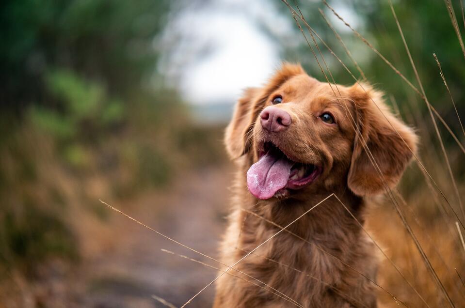 Hundesitterin Irene Erler  - Impression #1 | © Pixabay