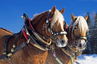 Pferdekutschen- und Schlittenfahrten Thalhammer | © Pferdekutschen- und Schlittenfahrten Thalhammer